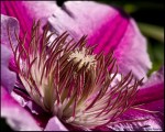 DigitalScape Photography Images